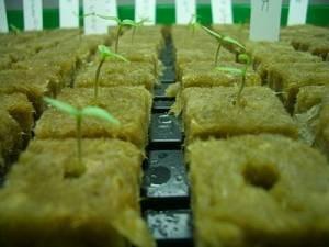 Quality Agriculture Hydroponic Rockwool Cubes for sale