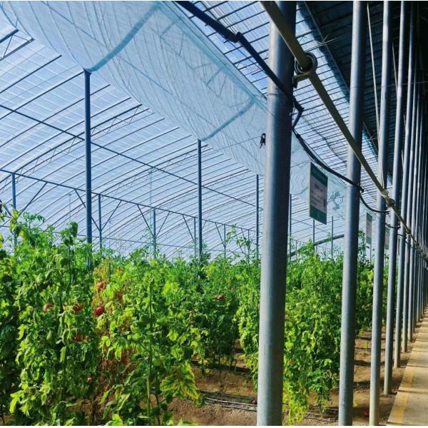 Agricultural Intelligent Sunlight Polycarbonate Greenhouse with Insect Proof Net