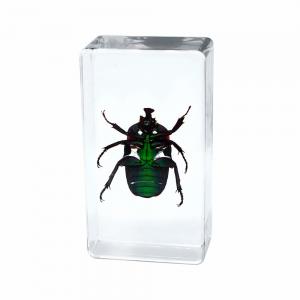 Quality Insect Amber Resin Craft Table Decoration Paperweight for sale