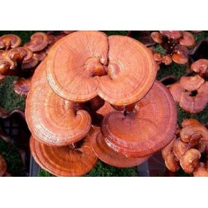 high quality Ganoderma lucidum Extract/ Reishi Extract/Reishi Mushroom Extract