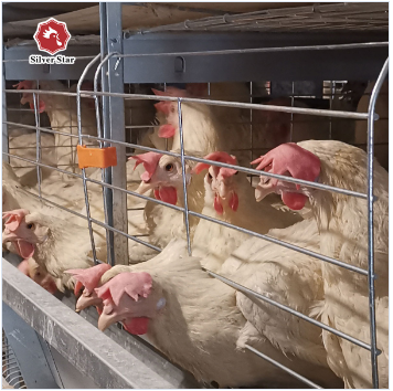H Shaped Small Stacked Layer Chicken Cage 6 Layers Customized