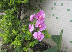 China Solar garden light solar LED landscape light Solar flower moth orchid flower on sale