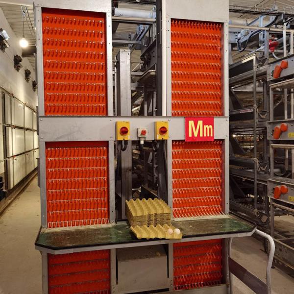 17000 Eggs /H Poultry Egg Collection System For Layer Cage CE SGS