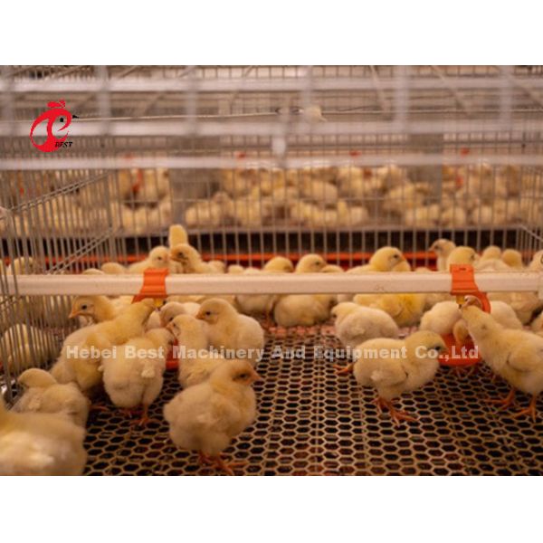 Rearing Cage Poultry Farm Brooder Breeding Equipment Sandy