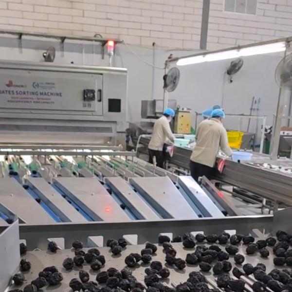 High-capacity Dates Sorting Machine With Deep-learning Technology, 8 lanes+10