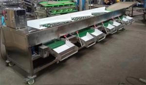 Quality apple grading machine, tomato sorting machine, garlic sorting machine for sale