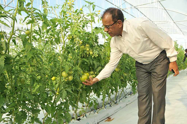 Top Multi Span Greenhouse 10 Meter Length With Insect Net Window