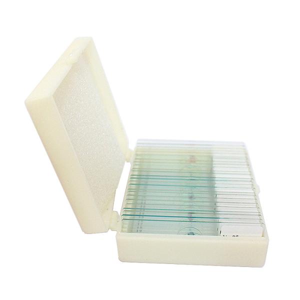 Basic Histology Histological Prepared Glass Slides Microscope Tissue Specimen