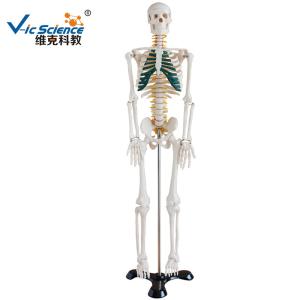 Quality Lab Educational Anatomical Skeleton Model With Spinal Nerves VIC-102A for sale