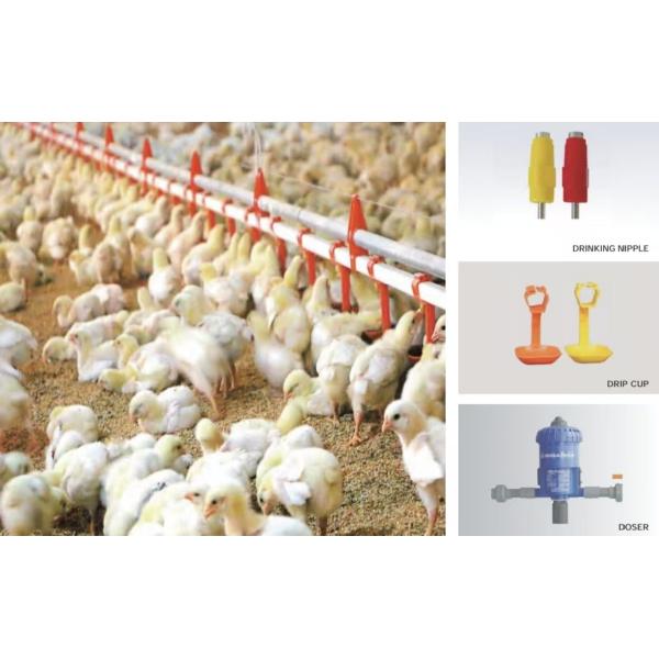 Steel Structure Broiler Poultry Equipment , Poultry Automatic Feeding System