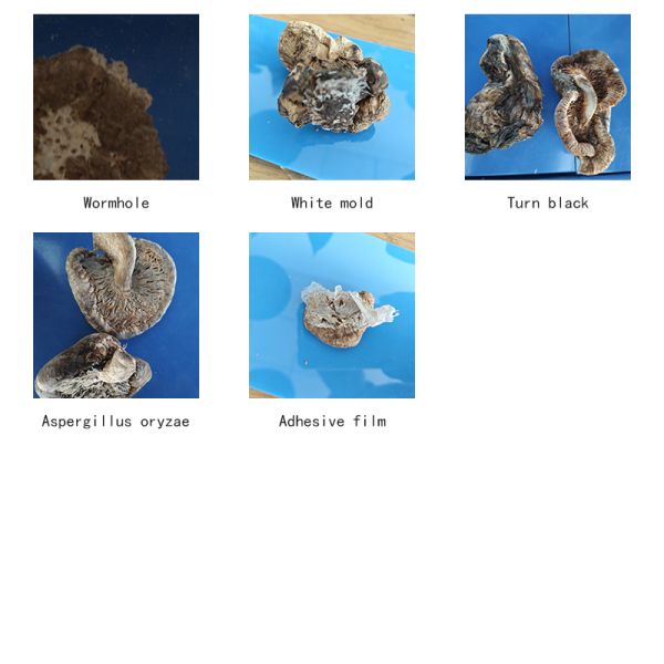 Dried Shiitake Color Sorter, Revolutionizing Sorting Precision & Efficiency