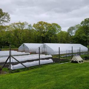 Quality Cheap Tomato Agricultural Plastic Film Cover Low Cost Economic Tunnel Greenhouse For Vegetable for sale