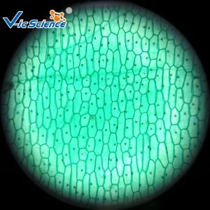 Quality Reliable Biological Microscope Glass Slides Lab 25pcs Premade Microscope Slides for sale