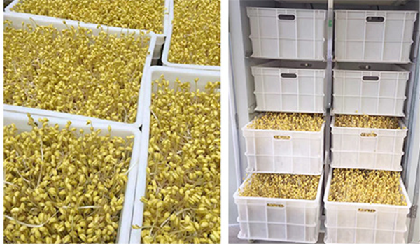 Bean sprouts machine,soybean sprouts making machine,mung bean sprouts machine