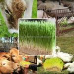 Container Automatic Hydroponic Fodder System Sprouting Machine for Wheat Soybean