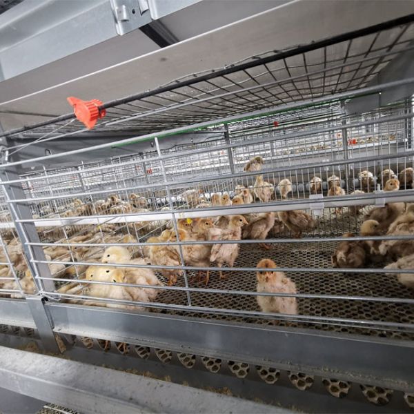A Type Baby Layer Chicken Brooder Cage Automatic 195*38*38cm