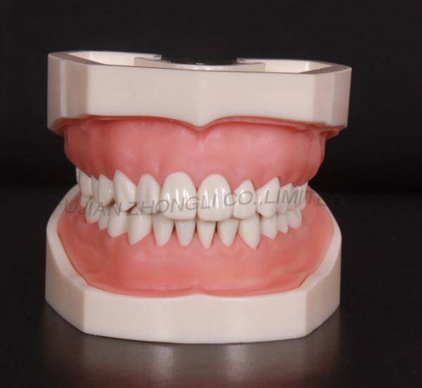 Buy typodont teeth model with removable screw teeth at wholesale prices