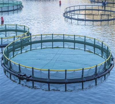 Advance Knotless Fishing Net Making Machine For Fast And Precise Production