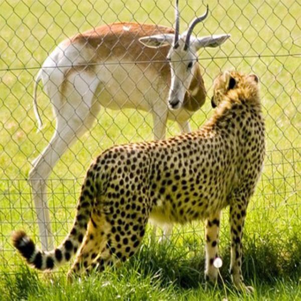 Stainless Steel Wire Rope Mesh,Inter-Woven Rope Mesh