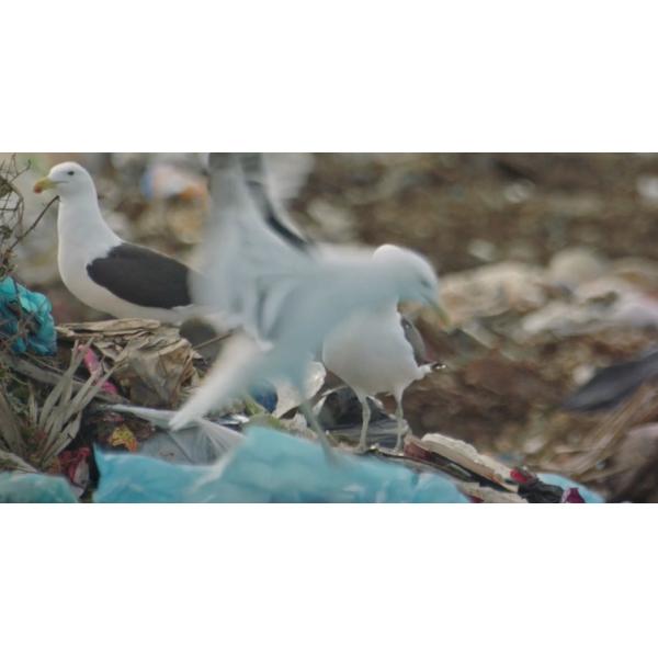 0.75mm 1.0mm HDPE Geomembrane Pond Liner for Biofloc Tank Customizable and Waterproof