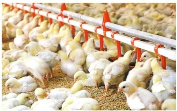 Buy Drinking System Fully Automatic Poultry Drinker , Broiler Chicken Drinker Customized at wholesale prices