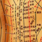 Acupuncture Model With Flexible Joints For Learning Body Structure