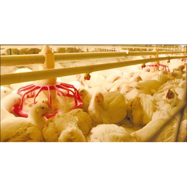 A Type Battery Layer Chicken Cage Automatic Chicken Poultry Farming Equipment