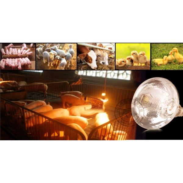 Poultry chicken farm brooder infrared heating lamp with OEM color box