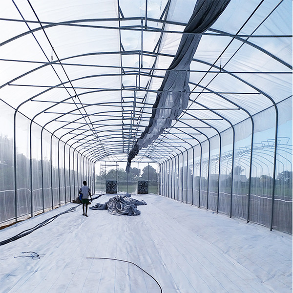 High Roof Single Span Greenhouse With Good Natural Ventilation Insect Proof Netting