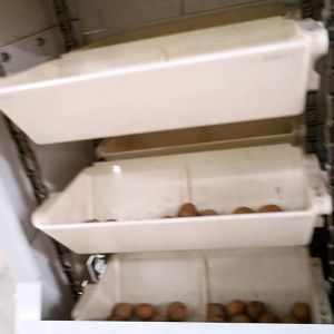 2 Tons Automatic Feeding Walnut Shelling Machine Featured Kernel Shell