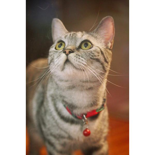 Red Personalised Quick Release Kitten Cat Collars With Name Tag Bell