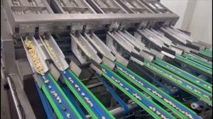 AI Powered Cashew Sorting Machine Deep Learning Technology with 12 Lanes+12 Outlets , 1000kgs/H,360° Rotating Scanning
