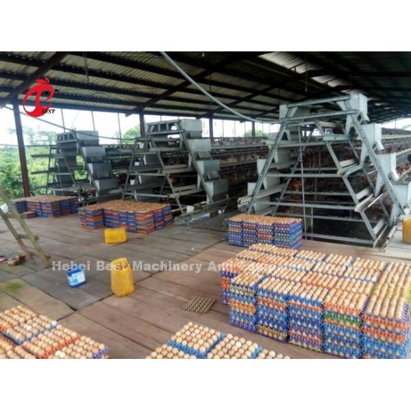 4 Tiers A Type Layer Cage System Automatic Drinking And Feeding Hot Galvanized Adela