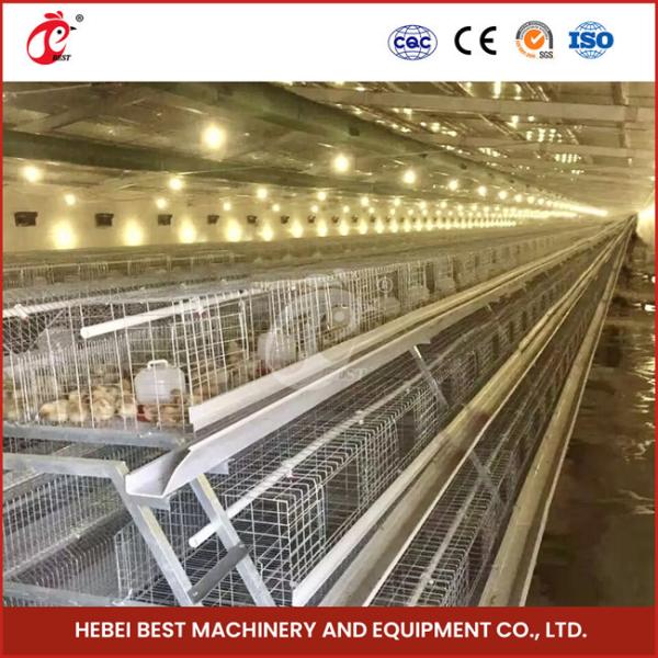 Poultry Farm Automatic Pullet Chick Brooder Cage For Day Old Layer Chicken Ada
