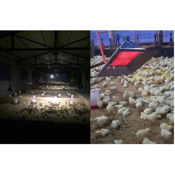 Gas Chicken House Brooders Heater LPG NG Propane Brooder Energy Saving