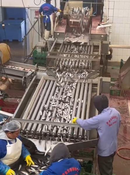 Buy Four Models Automatic Fish Processing Line And Sorting Small Fish Line With 5-10T/H at wholesale prices