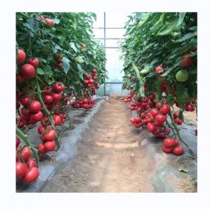 Quality Small High Tunnel Film Greenhouse For Growing Tomatoes 6m-10m Width for sale
