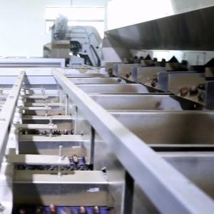Quality Multiple Lane Number Options Chestnut Sorting Machine With CE Certificate for sale