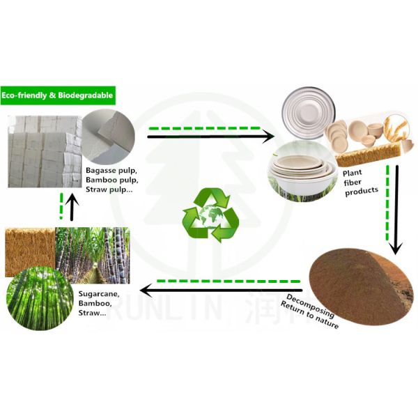 Sugarcane White Eco Friendly Container Biodegradable Compostable Bagasse Clamshell