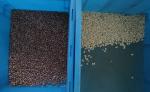WENYAO 10 Chutes Beans Color Sorter , 10t/h Colour Sorting Machines