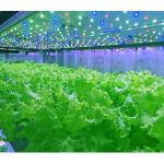 Automatic Microgreens Hydroponic Container Farm With Solar System