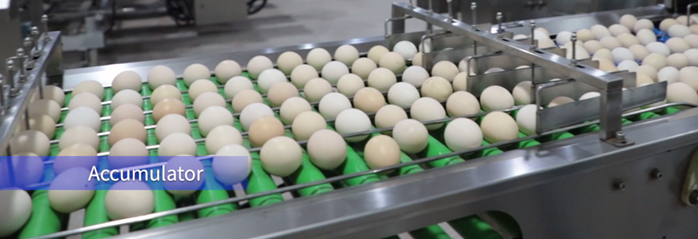 30,000 Eggs/hour LED Candling Electronic Egg Grading Sorting Machine