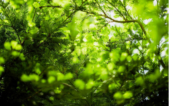 2D Nylon Staple Fiber 76mm for Medical and Apparel