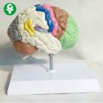 Human Brain Anatomy Model / Brain Educational Model Differentiation Function