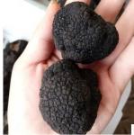 Black Truffle noire Wild perigord truffle Tuber melanosporum organic sliced Hei