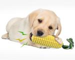 Dog Chew Toys for Aggressive Chewers, Indestructible Tough Squeaky Interactive