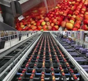 China Fruit Juice Concentrate Machine Apple Juice Complete Processing Line on sale