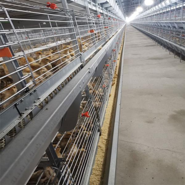Automatic H Type Battery Cage Poultry Drinking System