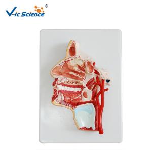 Quality Artificial Human Anatomical Model Vertical Teaching Head Model VIC-324 for sale