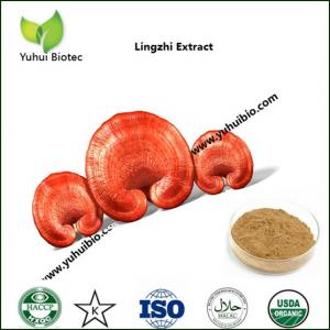 China reishi spore powder,reishi powder,reishi broken spore powder,best reishi mushroom supplement on sale